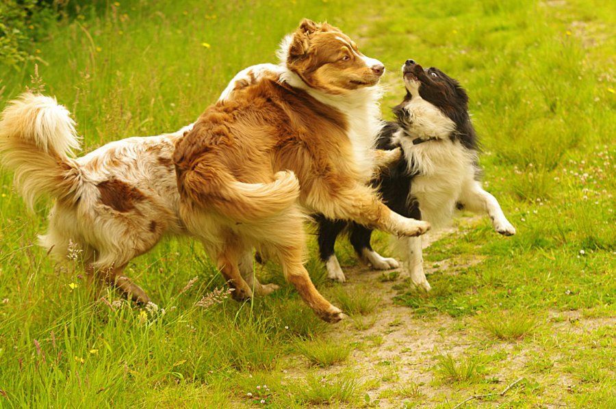 speelse honden gedragstherapie