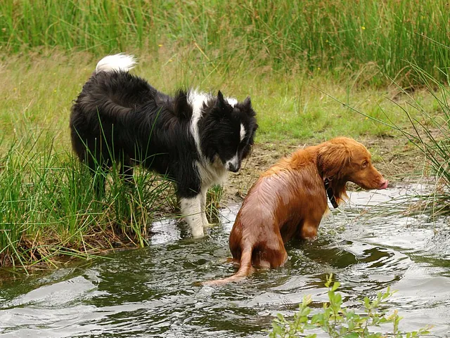 zwemmende honden diagnose