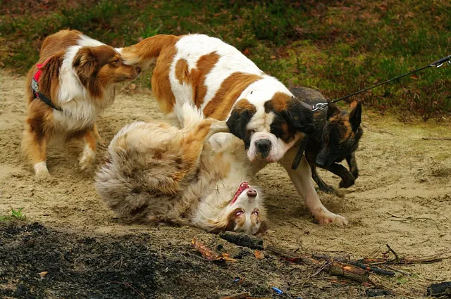 begeleiding bij lastige honden