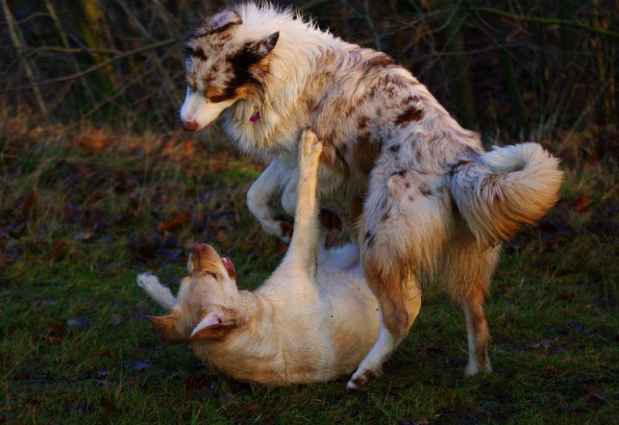 hulp bij agressieve viervoeter