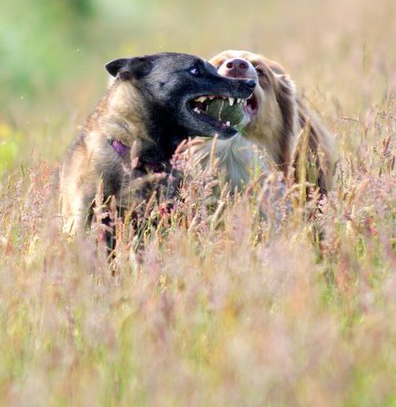 agressiviteit bij speelse honden