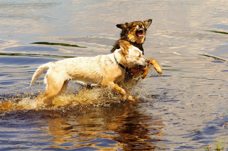inzicht in gedragsprobleem hond