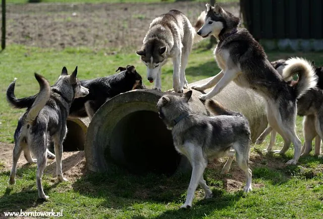 gehoorzame honden groepsverband