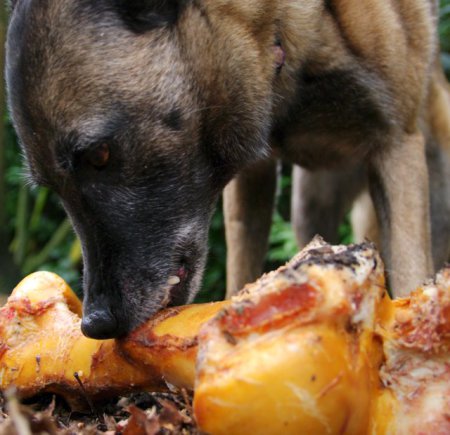 oplossingen voor agressieve honden