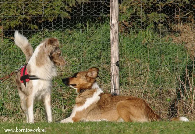 agressieve honden 