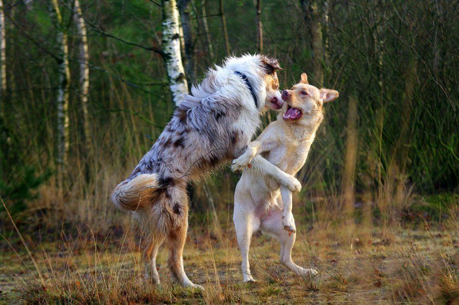 oplossing met hondentherapie