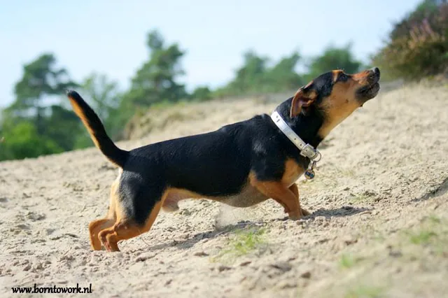 gedragsverbetering van hond