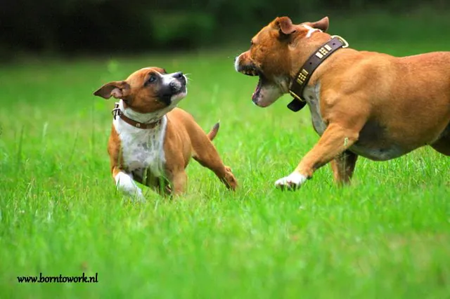 speelse honden zonder problemen