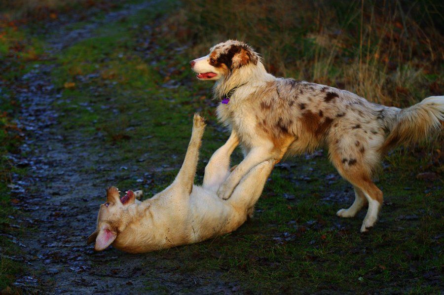 slecht luisterende hond