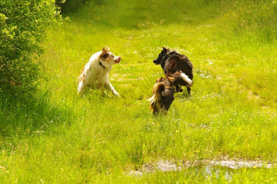 gedragstherapie spelende honden