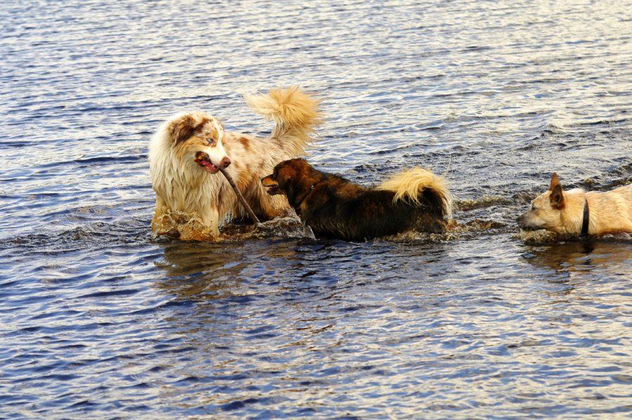 hulp bij opvoeding hond