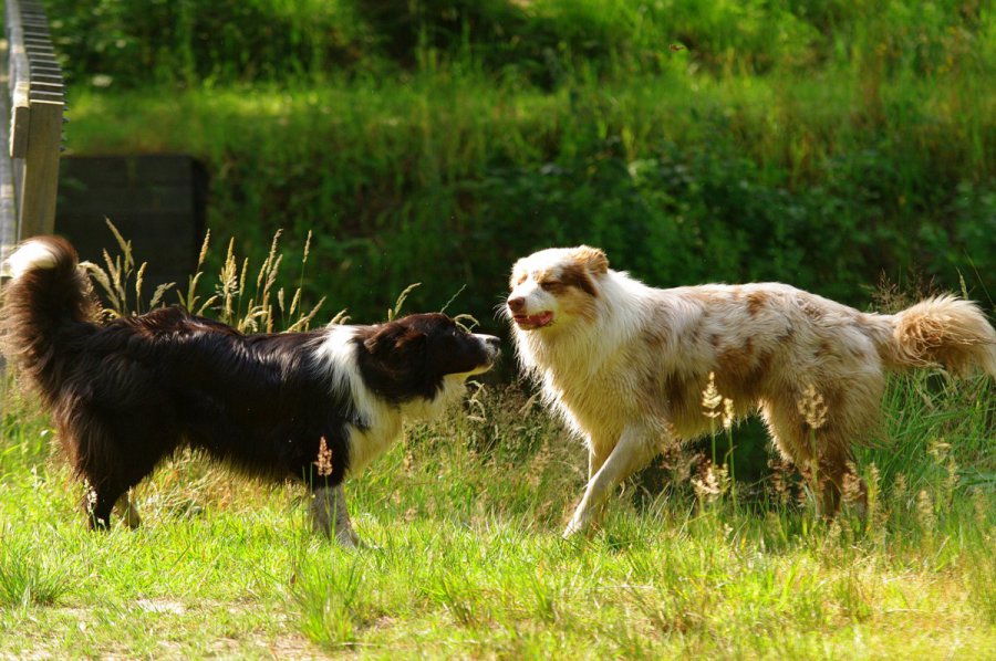 hondentherapie twee honden
