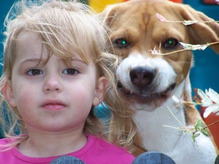 Gedragsproblemen van honden in omgang met kinderen