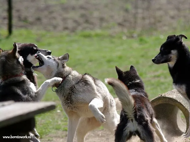  groepsgedrag honden