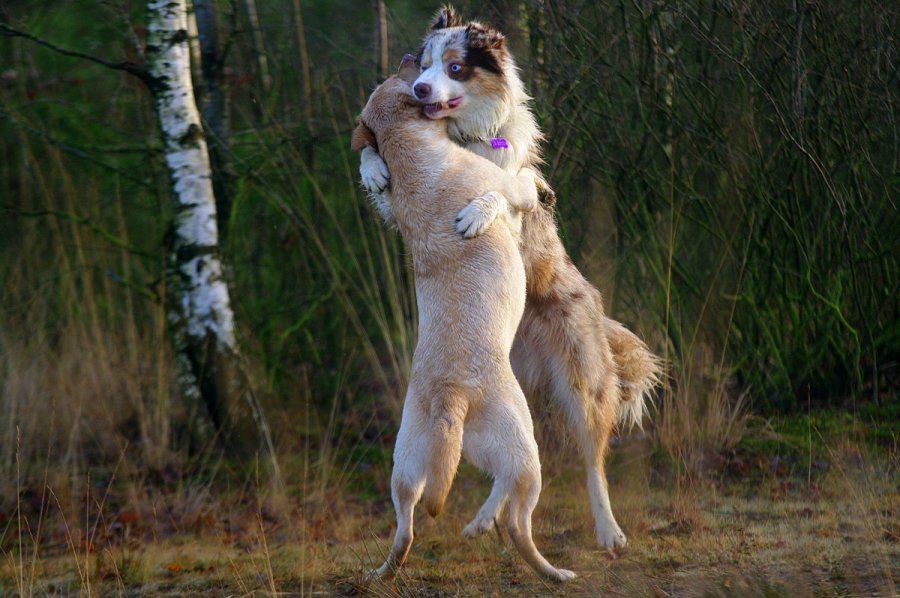 speelse honden opvoeden
