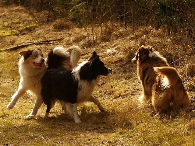 vrolijke honden dankzij therapie