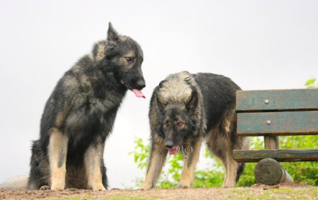 gedragstherapie voor honden in groep